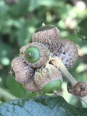 Quercus microphylla