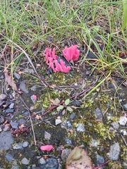 Clavaria rosea