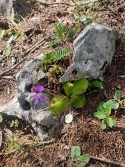 Pinguicula macrophylla