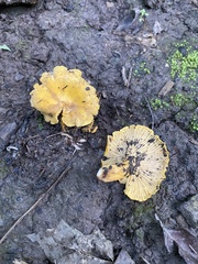 Cantharellus