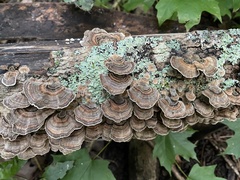 Trametes versicolor