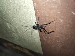 Evania appendigaster