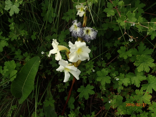 Image of Harveya speciosa by no rights reserved