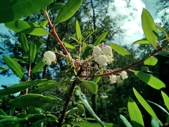 Comarostaphylis
