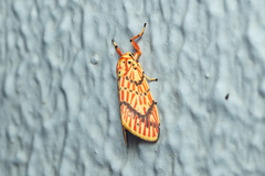 Barsine striata