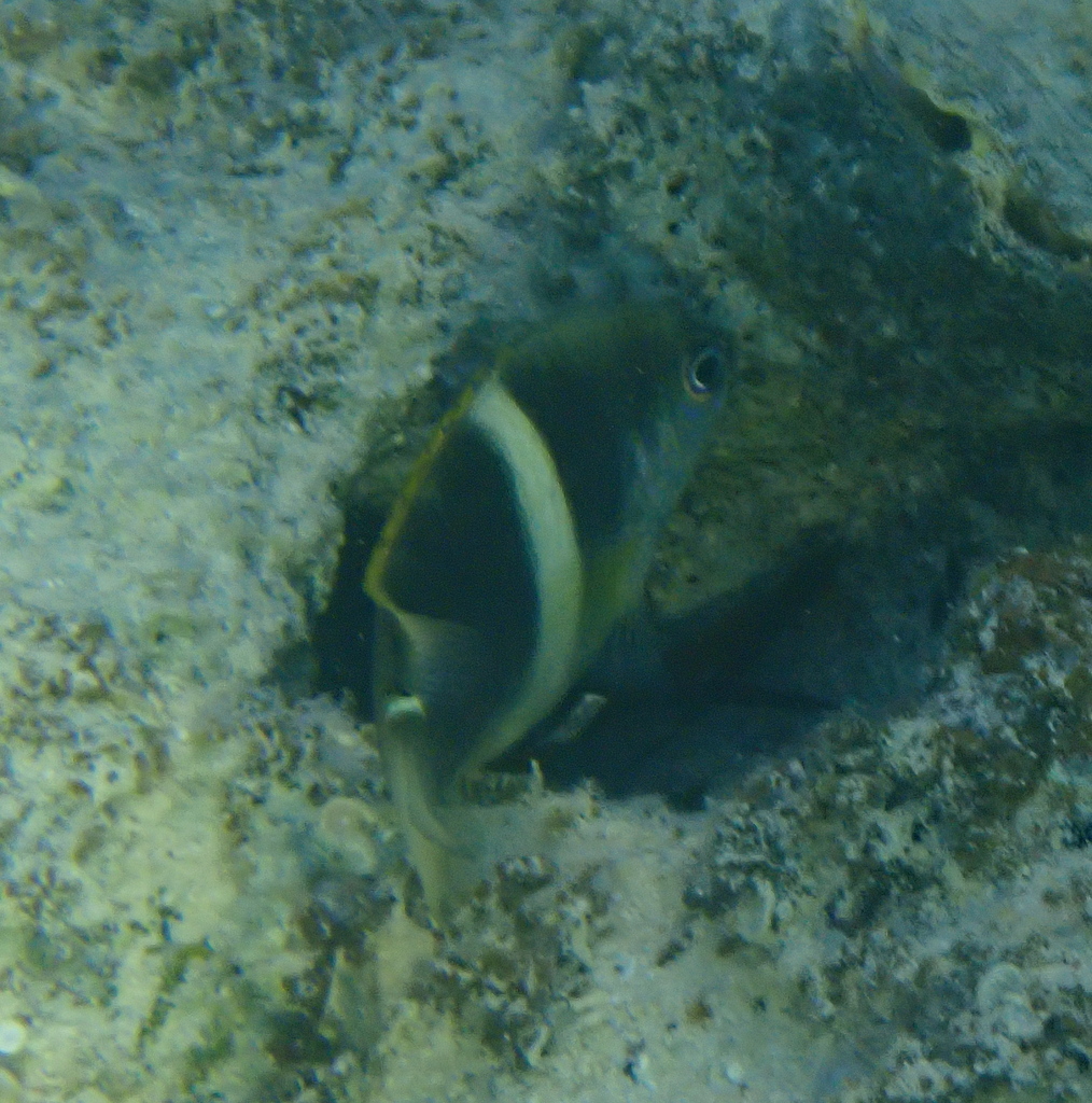 Twinspot damselfish