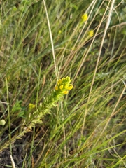 Orthocarpus luteus