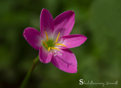 Zephyranthes rosea