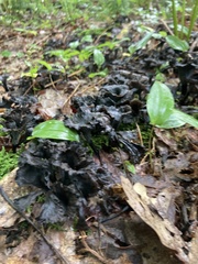 Craterellus venosus