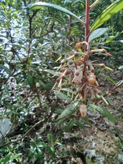 Comarostaphylis