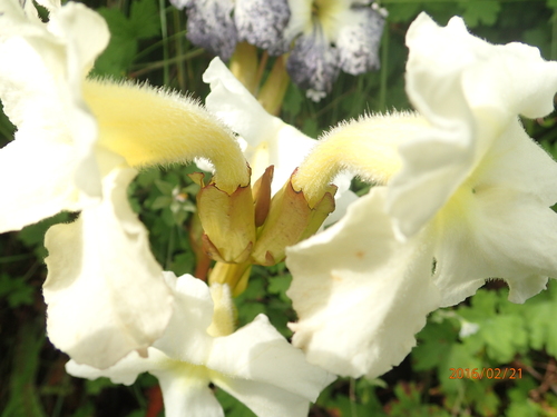 Image of Harveya speciosa by no rights reserved