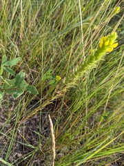 Orthocarpus luteus