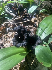 Craterellus venosus