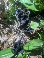 Craterellus venosus
