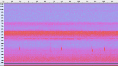 Hylocichla mustelina
