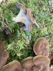 Craterellus venosus