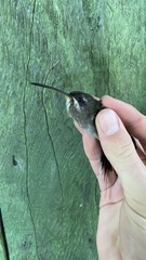 Phaethornis hispidus