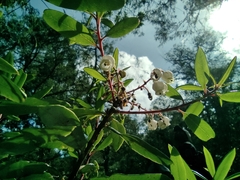 Comarostaphylis