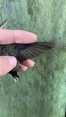 Phaethornis hispidus