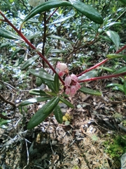 Comarostaphylis