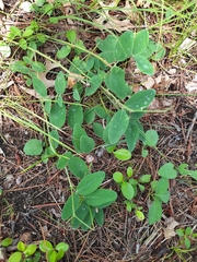 Lathyrus ochroleucus