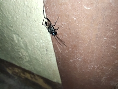 Evania appendigaster