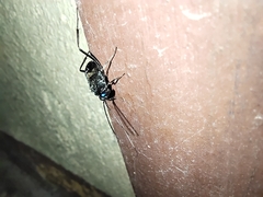 Evania appendigaster