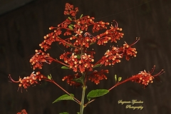 Clerodendrum paniculatum