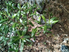 Comarostaphylis