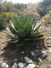 Agave cupreata
