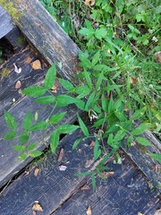 Vicia venosa