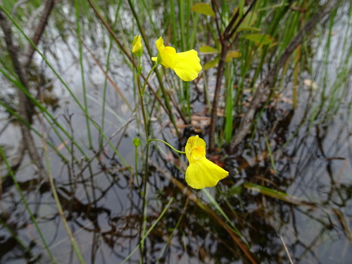 Utricularia intermedia image