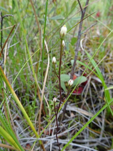 Bartonia paniculata ssp. iodandra