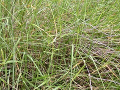 Austrostipa elegantissima