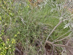 Austrostipa elegantissima