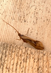 Platycentropus radiatus