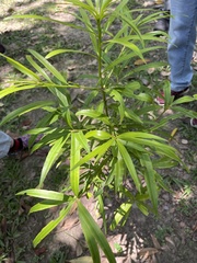 Podocarpus nakaii