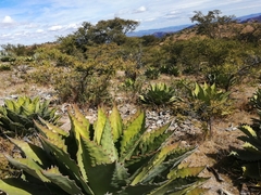 Agave cupreata