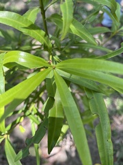 Podocarpus nakaii