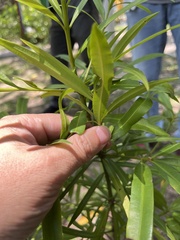 Podocarpus nakaii