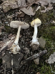 Amanita