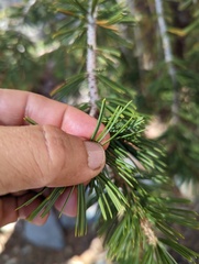 Pinus balfouriana