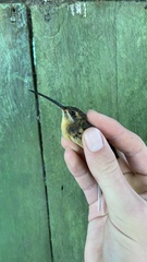 Phaethornis philippii