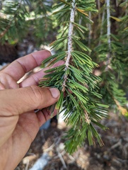 Pinus balfouriana