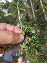 Pinus balfouriana