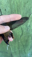 Phaethornis philippii