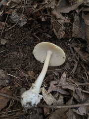 Amanita