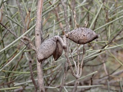 Hakea leucoptera leucoptera