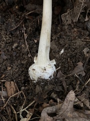Amanita