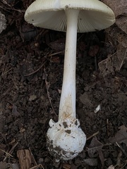 Amanita